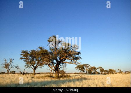 Kalahari grassland scene with Camel thorn trees Acacia erioloba in the ...