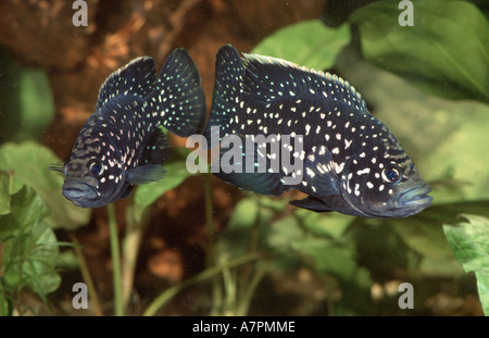 Marakeli Cichlid (Paratilapia polleni), male and female, Madagascar Stock Photo