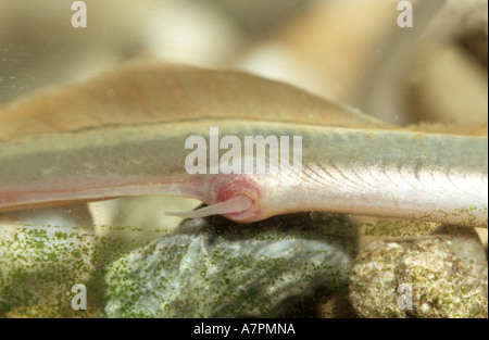brook lamprey, European brook lamprey (Lampetra planeri), males crotch, Germany Stock Photo
