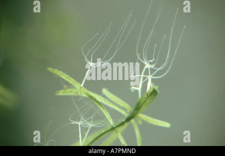 grey hydra, brown hydra (Pelmatohydra oligactis, Hydra oligactis), small colonie on hydrophytes, Germany, Bavaria Stock Photo