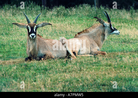 Roan antelope (Hippotragus equinus Stock Photo - Alamy