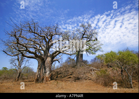 Baobab trees Adansonia digitata growing in the Limpopo river valley Makuleke Concession Kruger National Park Stock Photo