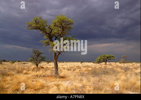 A flowering camelthorn Acacia erioloba tree in a savannah under a dark sky with the promise of rain Kgalagadi Transfrontier Park Stock Photo