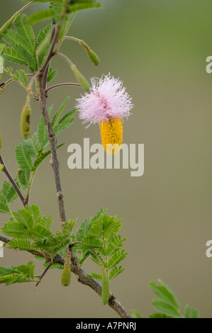 Sickle bush or Chinese lantern flower Dichrostachys cinerea a common bushveld shrub Sabi Sand Game Reserve Stock Photo