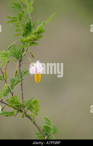 Sickle bush or Chinese lantern flower Dichrostachys cinerea a common bushveld shrub Sabi Sand Game Reserve Stock Photo