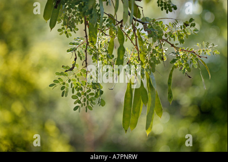 Knob-thorn tree (Acacia Nigrescens) against a clear blue sky, on ...