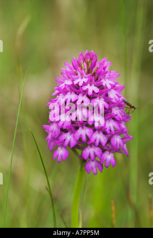 Pyramidal Orchid in Dune Slacks Flower Stock Photo