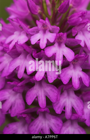 Pyramidal Orchid in Dune Slacks Flower Stock Photo