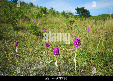 Pyramidal Orchid in Dune Slacks Flower Stock Photo