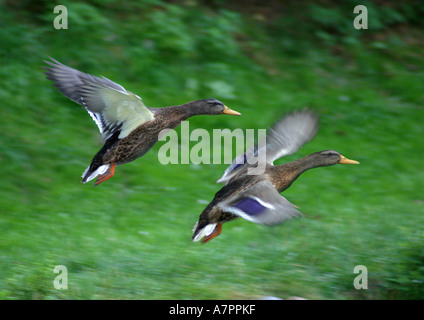 mallard (Anas platyrhynchos), pair, flying