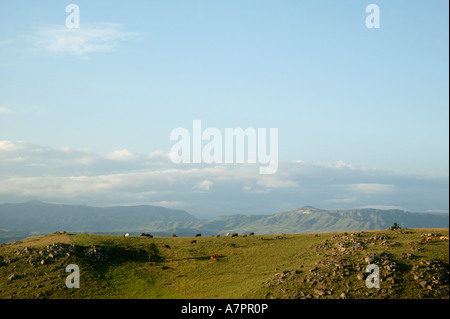 Scenic landscape with cows grazing on the ridge of a hill and mountains in the background Underberg Stock Photo