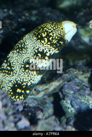 snowflake moray, starry moray (Austr.) (Echidna nebulosa), portrait, lateral Stock Photo