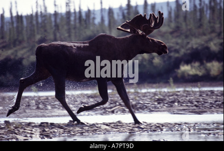 Big Moose beside Eagle River in the Yukon Territory, Canada. August, 2003. Stock Photo