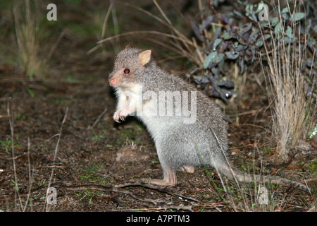rufous rat-kangaroo, rufous bettong (Aepyprymnus rufescens), Australia Stock Photo