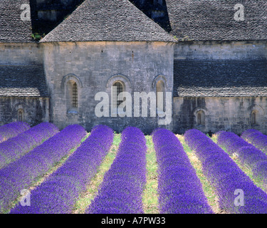 FR - PROVENCE: Abbaye de Senanque near Gordes Stock Photo