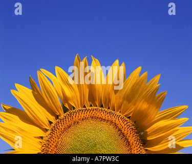 FR - PROVENCE: Sunflower Stock Photo