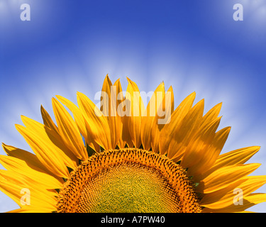 FR - PROVENCE: Sunflower (lat. helianthus) Stock Photo