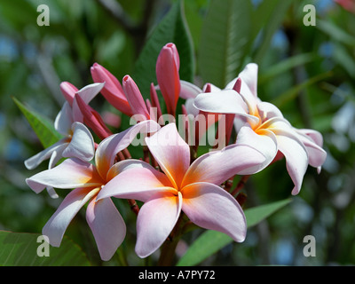 Close up of a frangipani, aka plumeria flowers. Pangkor Laut island, Perak, Malaysia. Stock Photo