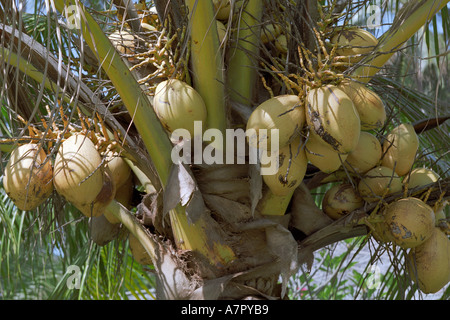 Coconuts growing on a coconut palm (Scientific name: Cocos nucifera). Bintan island, Indonesia. Stock Photo