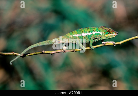 Madagascar, Central Highlands, a chameleon Stock Photo