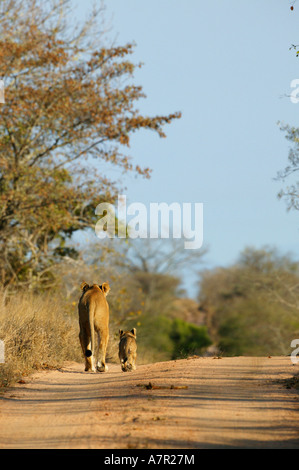 Lioness with a lone cub at its side walking along a bushveld road Sabi Sand Game Reserve Mpumalanga South Africa Stock Photo