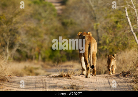 Lioness with a lone cub walking at its side down a bushveld road Sabi Sand Game Reserve Mpumalanga South Africa Stock Photo