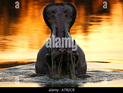 Hippopotamus yawning at sunset with water pouring out of the hippos mouth and the orange sunset reflected in the water Stock Photo