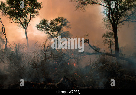 Smoke and gloom after a bushfire has burnt through African savanna Sabi Sand Game Reserve Mpumalanga South Africa Stock Photo