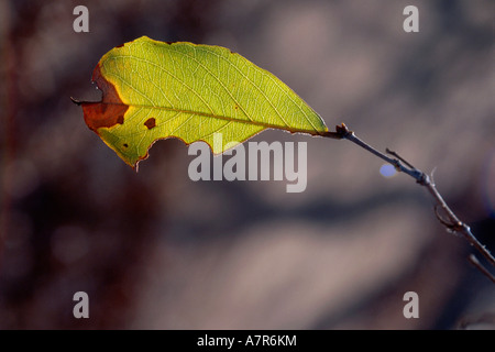 A single Combretum apiculatum leaf showing the texture in the leaf and the venation Hoedspruit Limpopo Province South Africa Stock Photo