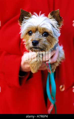 France, Paris, Yorkshire Terrier Stock Photo