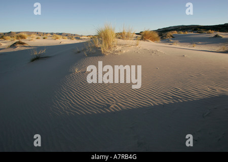 Sand dune with rippled sand and tufted grass Witsand Nature reserve Northern Cape South Africa Stock Photo