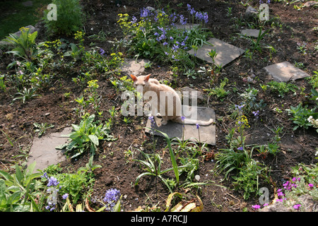 Cornish Rex Cat in Garden Stock Photo