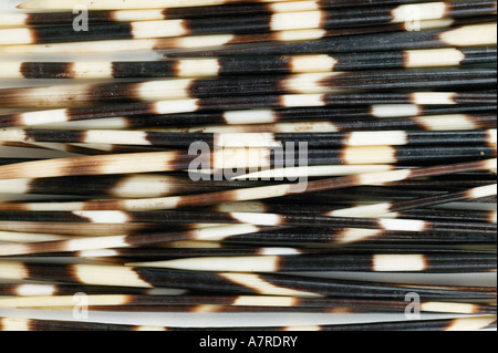 Porcupine quill native hi-res stock photography and images - Alamy