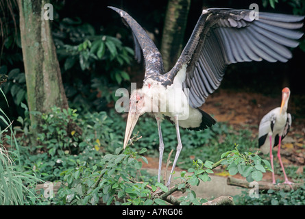 Marabou Stork. Scientific name: Leptoptilos crumeniferus. Jurong Bird Park, Singapore. Stock Photo