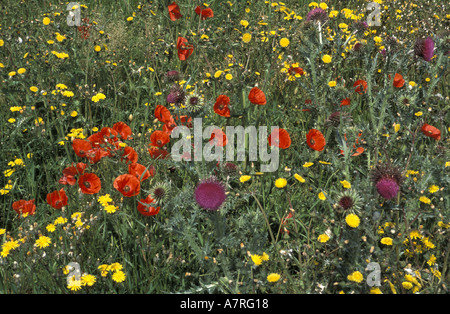 Field Of Poppies And Other Weeds In Field North Yorkshire Uk England 