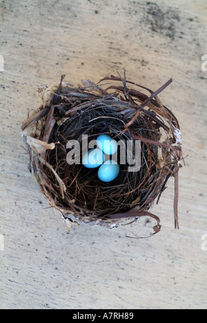 Three blue eggs in a nest Stock Photo
