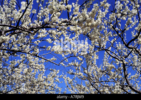 France, plum trees in bloom Stock Photo