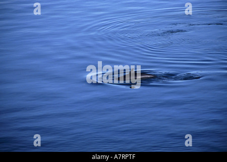 Canada quebec tadoussac humpback whale watching on the saint lawrence river at dusk Stock Photo