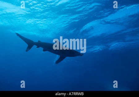 Egypt red sea elphinstone reef an oceanic whitetip shark swimming in the blue Stock Photo