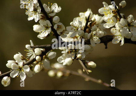 Hawthorn in blossom Stock Photo