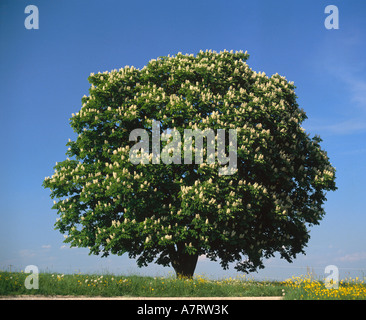 Flowers blooming on chestnut tree in field, Germany Stock Photo