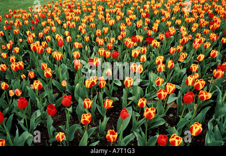 France, a flowerbed of tulips Stock Photo