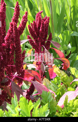Close up photos of flowers, plants and trees Stock Photo - Alamy