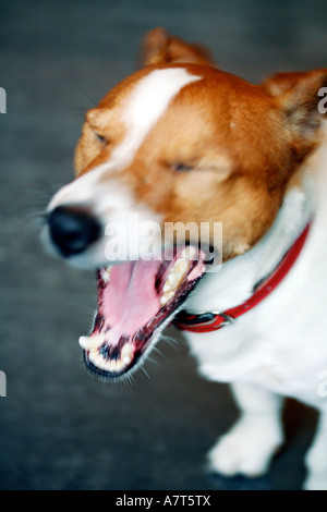 Close-up of Jack Russel Terrier yawning Stock Photo