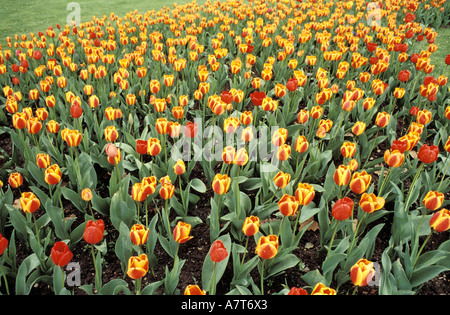 France, a flowerbed of tulips Stock Photo