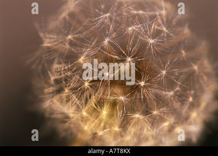 Close-up of dandelion seed Stock Photo