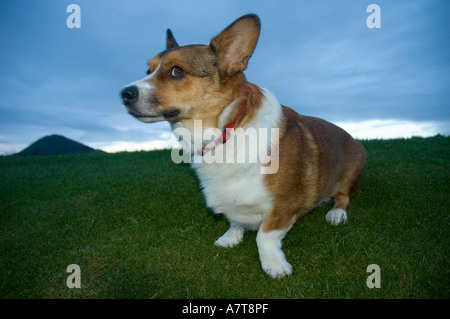 Picture of a welsh cardigan corgi on a hillside Stock Photo