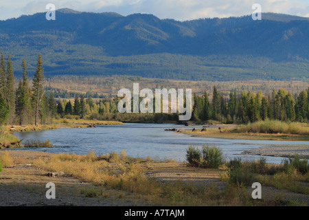 Elk drinking in Snake River Stock Photo