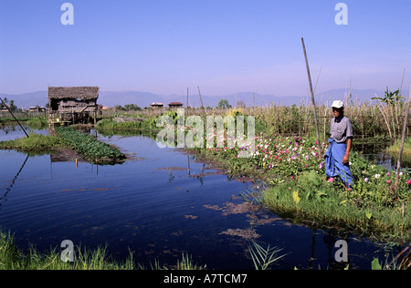 Myanmar (Burma), flotting gardens on the lake Inle Stock Photo