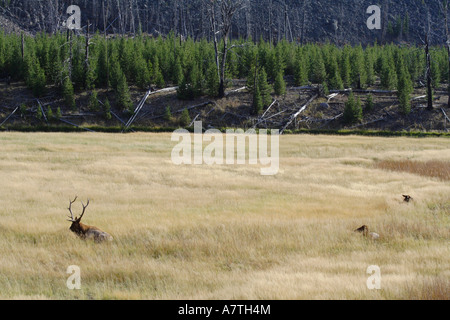 A bull elk watches over his harem Stock Photo